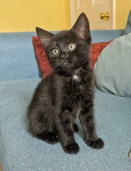 Cleo, female puppy Mixed Breed for adoption at Hounslow Animal Welfare Society