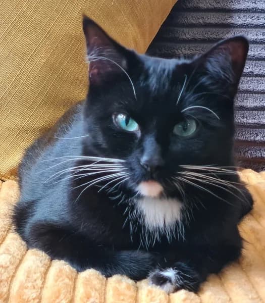 Willow, female young Mixed Breed for adoption at Hounslow Animal Welfare Society