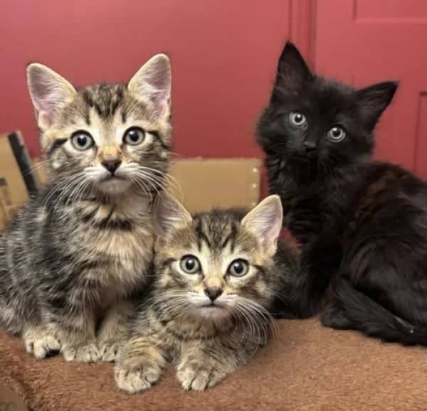 The Dune kittens, male puppy Mixed Breed for adoption at Hounslow Animal Welfare Society