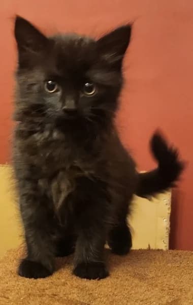 Harkonnen, male puppy Mixed Breed for adoption at Hounslow Animal Welfare Society