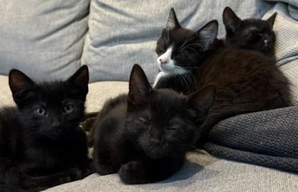 The Chiswick kittens, male puppy Mixed Breed for adoption at Hounslow Animal Welfare Society