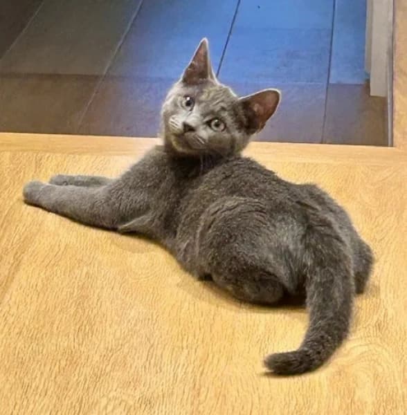 Silver, male puppy Mixed Breed for adoption at Hounslow Animal Welfare Society