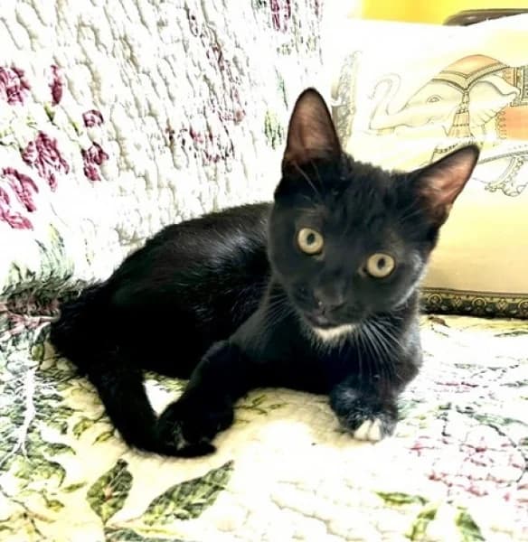 Gemma, female puppy Mixed Breed for adoption at Hounslow Animal Welfare Society