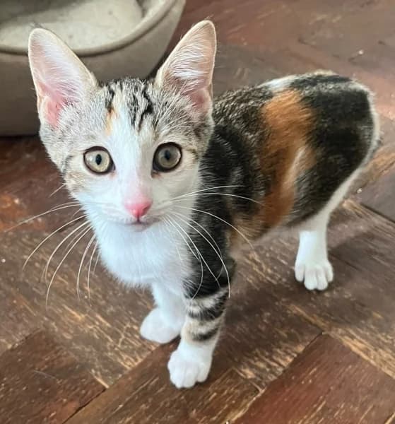 Tiny, female puppy Mixed Breed for adoption at Hounslow Animal Welfare Society