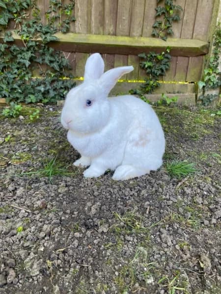 Ted, male 5yo Mixed Breed for adoption at Hounslow Animal Welfare Society
