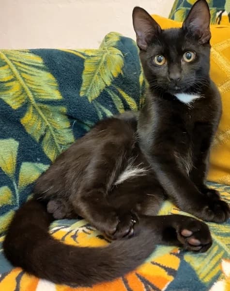 Collin, male Mixed Breed for adoption at Hounslow Animal Welfare Society