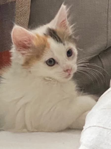 Lily - see, female puppy Mixed Breed for adoption at Hounslow Animal Welfare Society