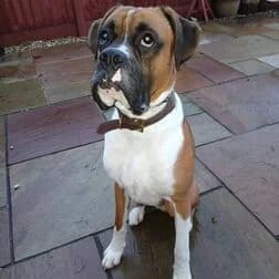 BUDDY, male mixed breed for adoption at Home Counties Boxer Welfare