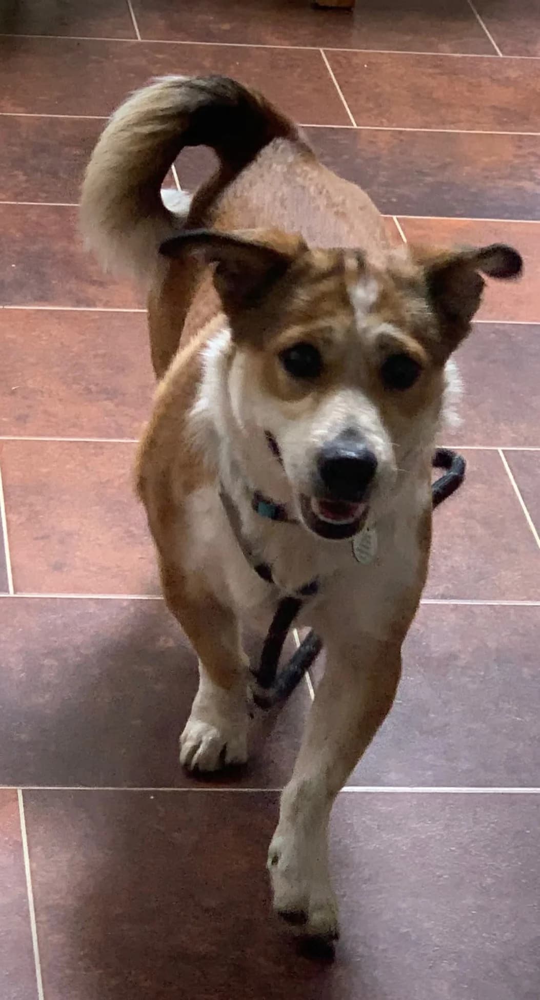 Corky,  (Heathlands Animal Sanctuary)