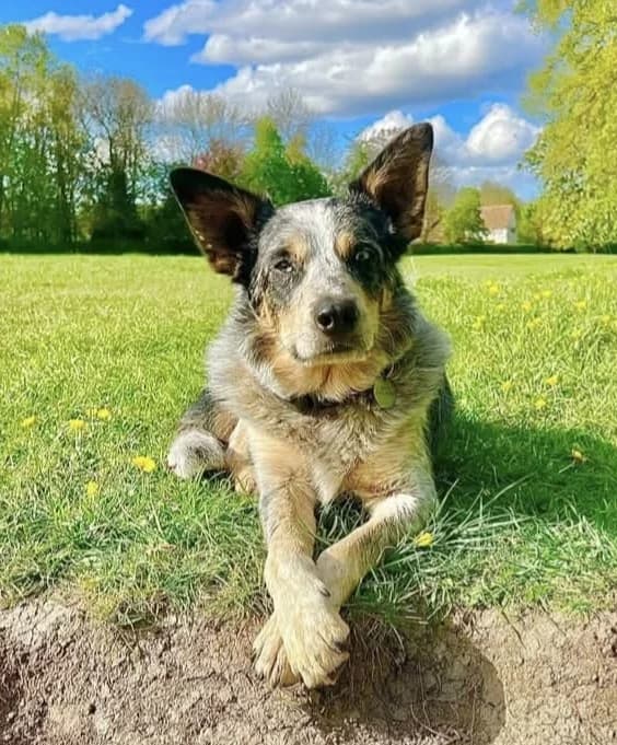 Bodhi, male 3yo Collie for adoption at Heathlands Animal Sanctuary