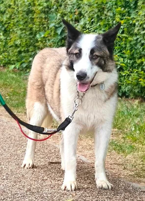 Bonnie, female 3yo mixed breed for adoption at Heathlands Animal Sanctuary