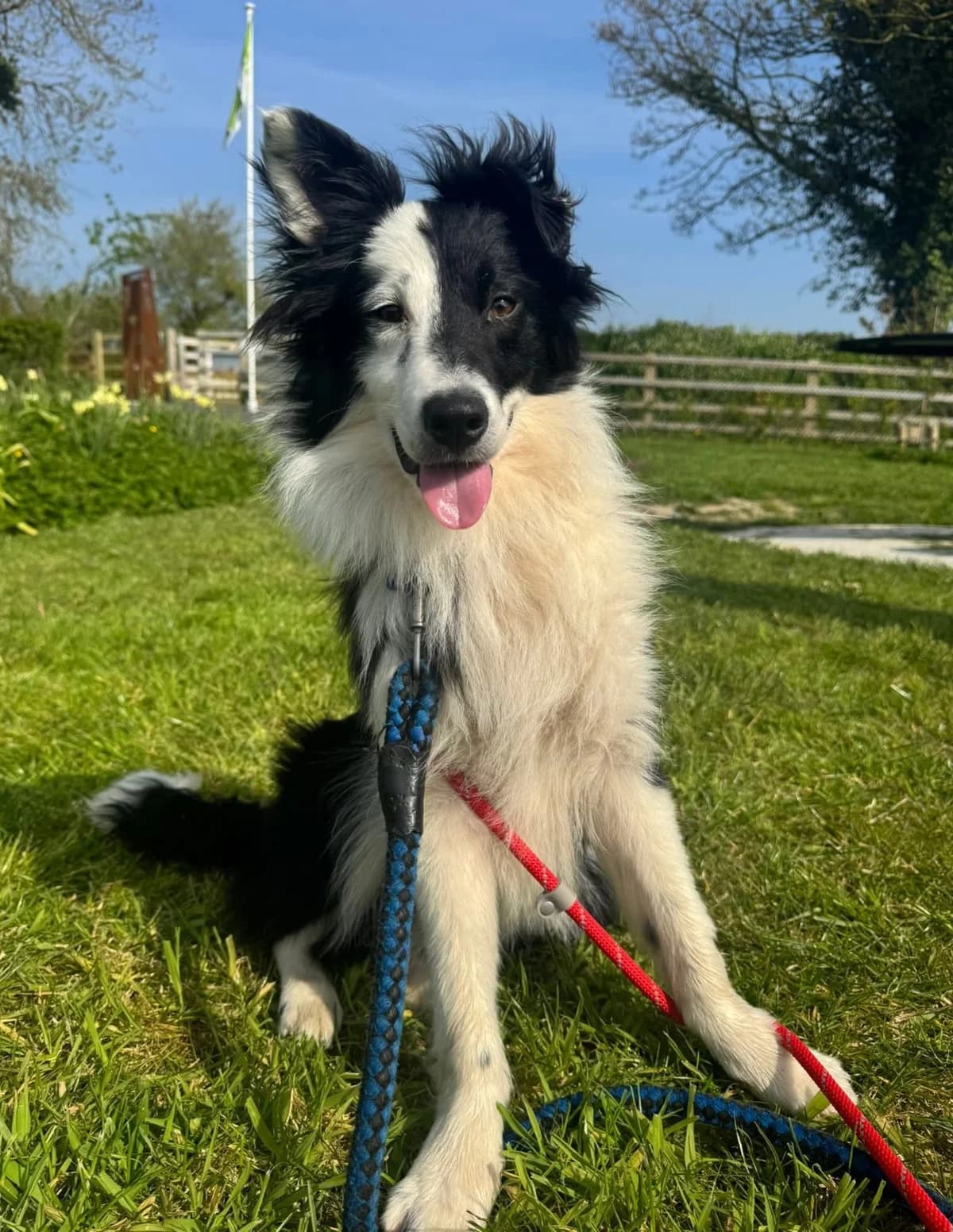 Ace, male puppy Collie for adoption at Heathlands Animal Sanctuary