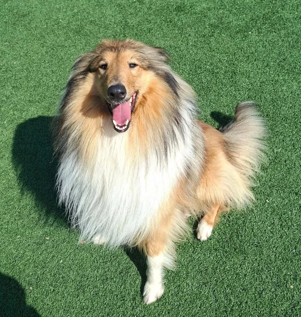 Arjun, male young Collie for adoption at Heathlands Animal Sanctuary