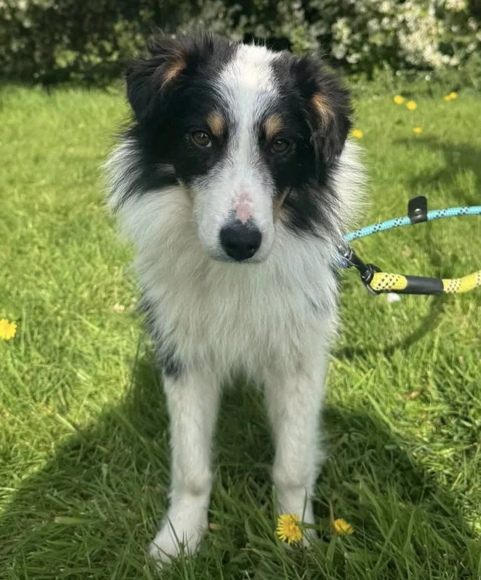 Logan, male puppy Shetland Sheepdog for adoption at Heathlands Animal Sanctuary