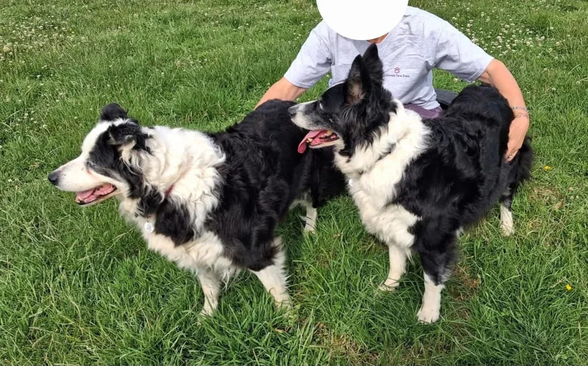 Isla & Scarlett, female senior Border Collie for adoption at Heathlands Animal Sanctuary