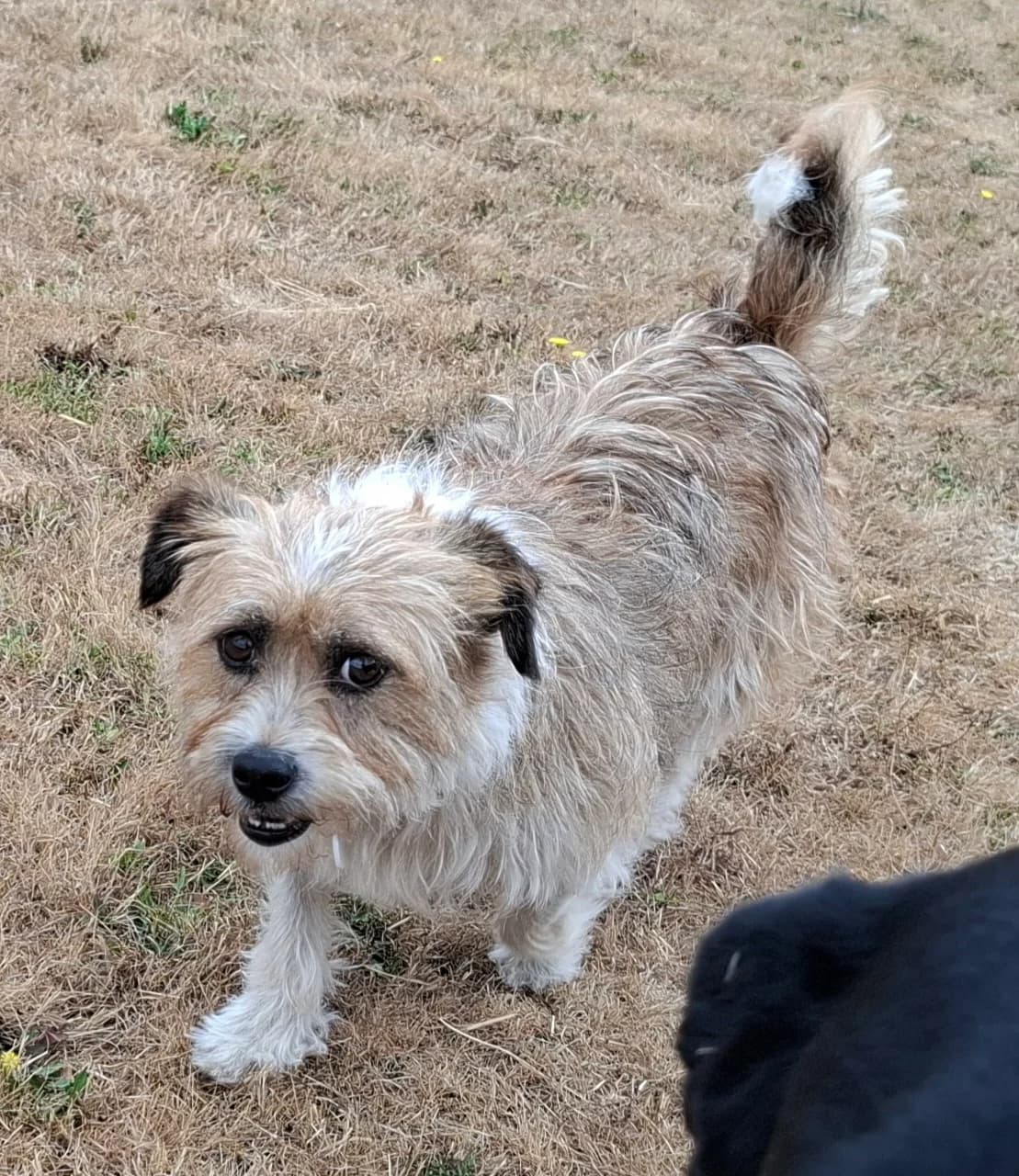 Mandy, female 5yo mixed breed for adoption at Heathlands Animal Sanctuary