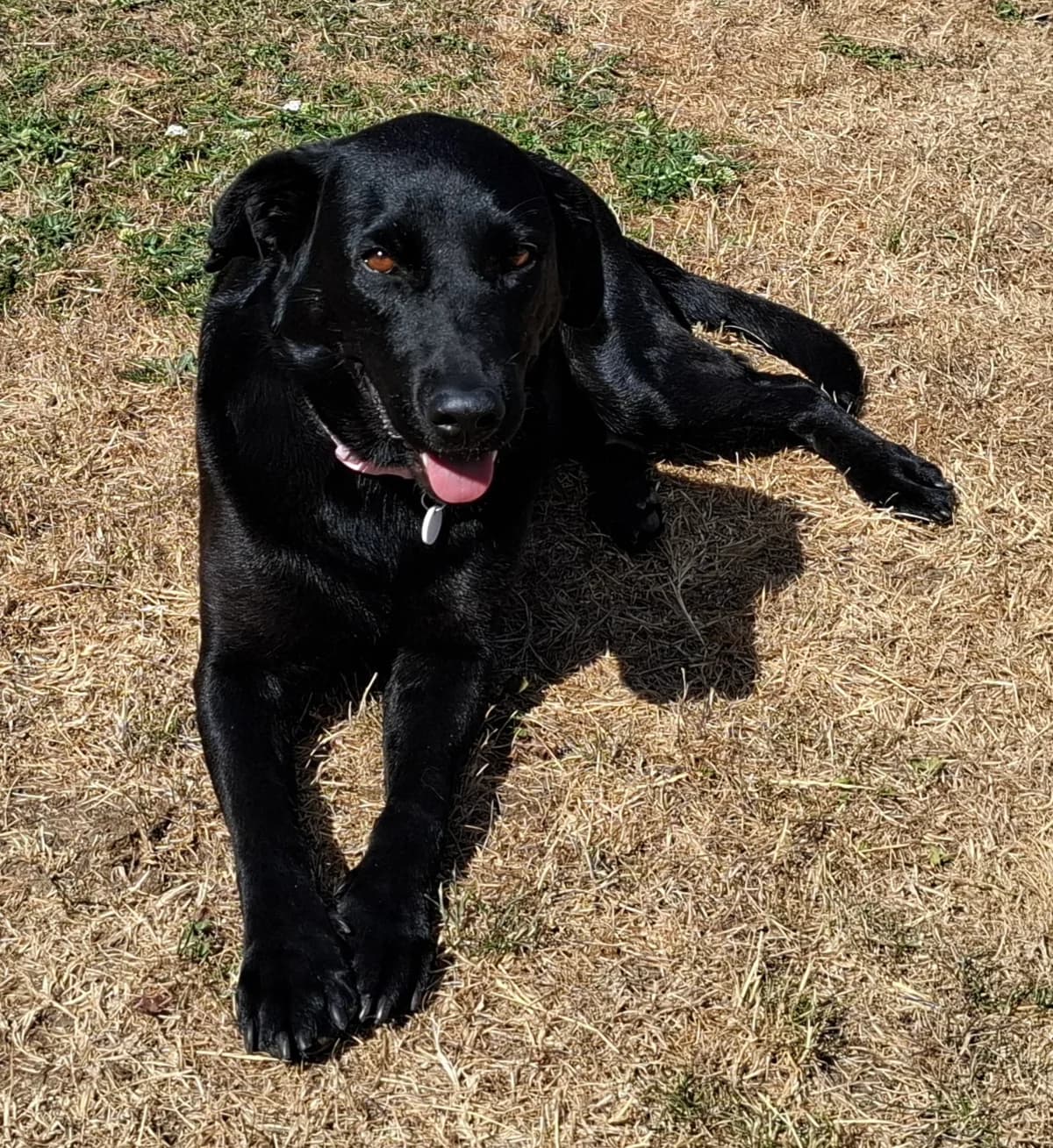 Vicky, female 3yo Labrador Retriever for adoption at Heathlands Animal Sanctuary
