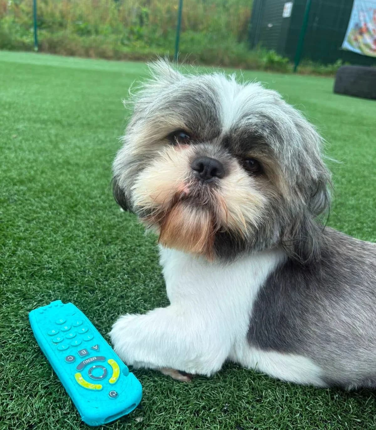 Pedro,  (Heathlands Animal Sanctuary)