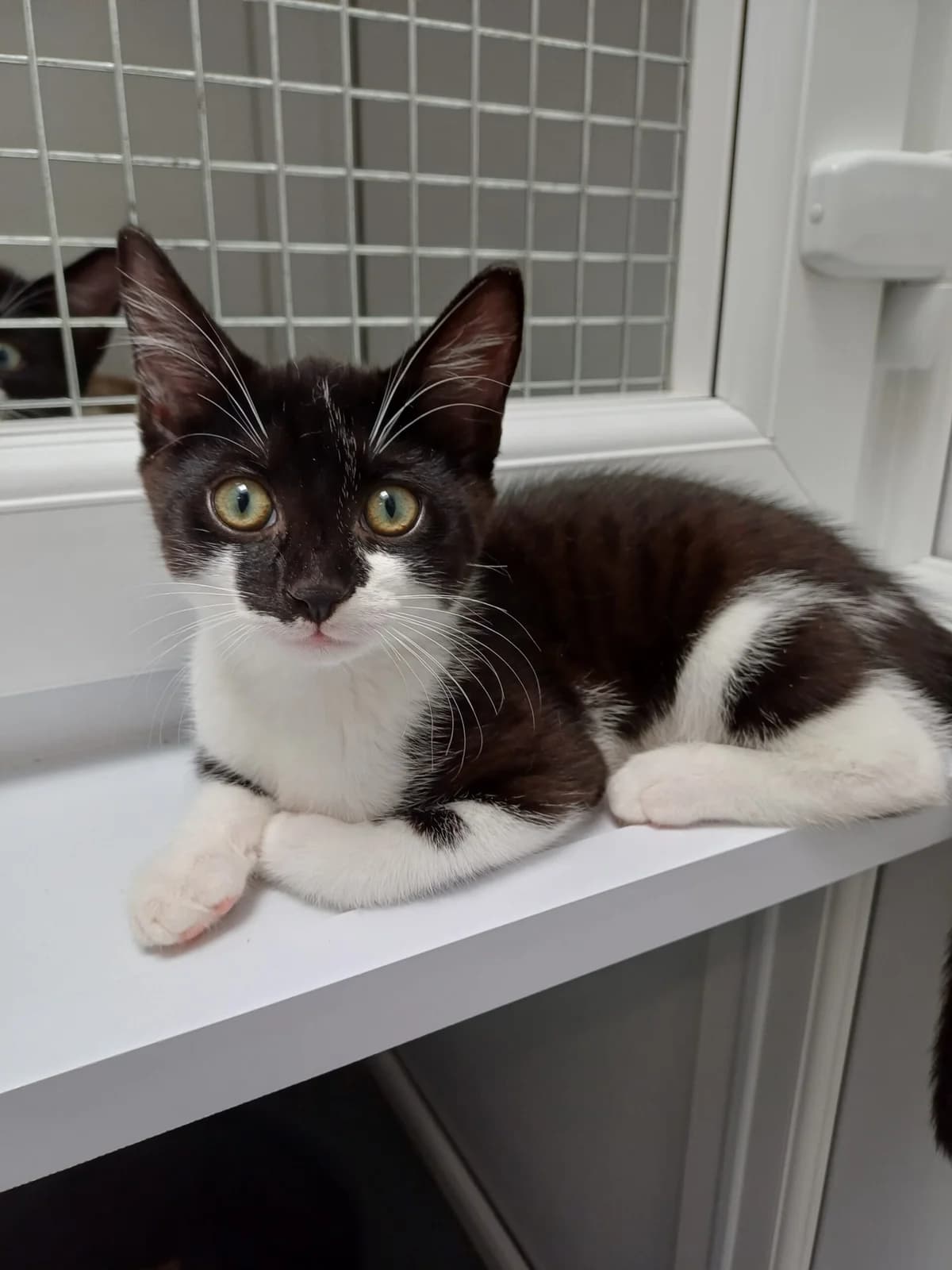 Ariel & Othello,  Mixed Breed for adoption at Heatons Cat Sanctuary