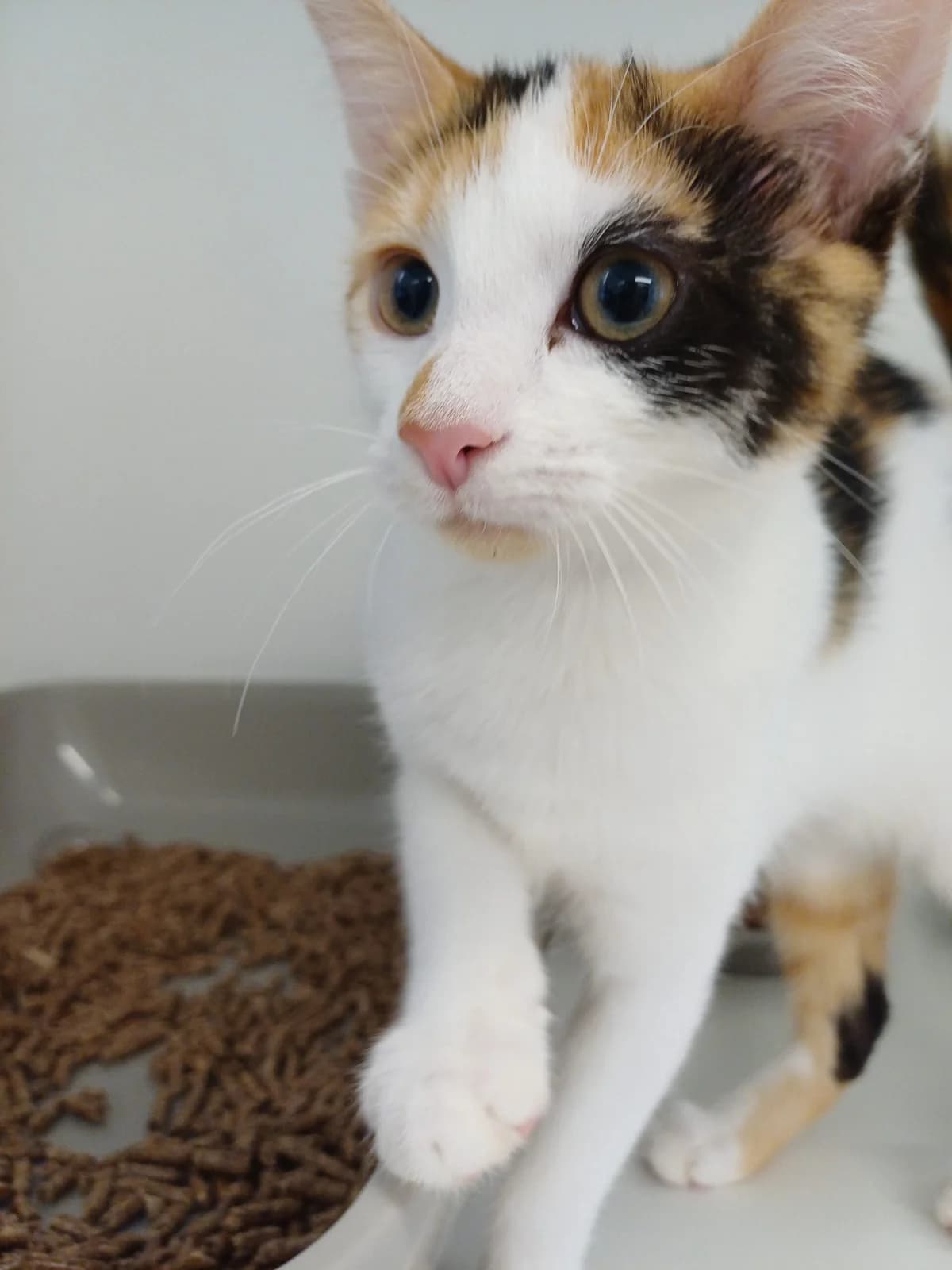 Maia & Iris,  puppy Mixed Breed for adoption at Heatons Cat Sanctuary