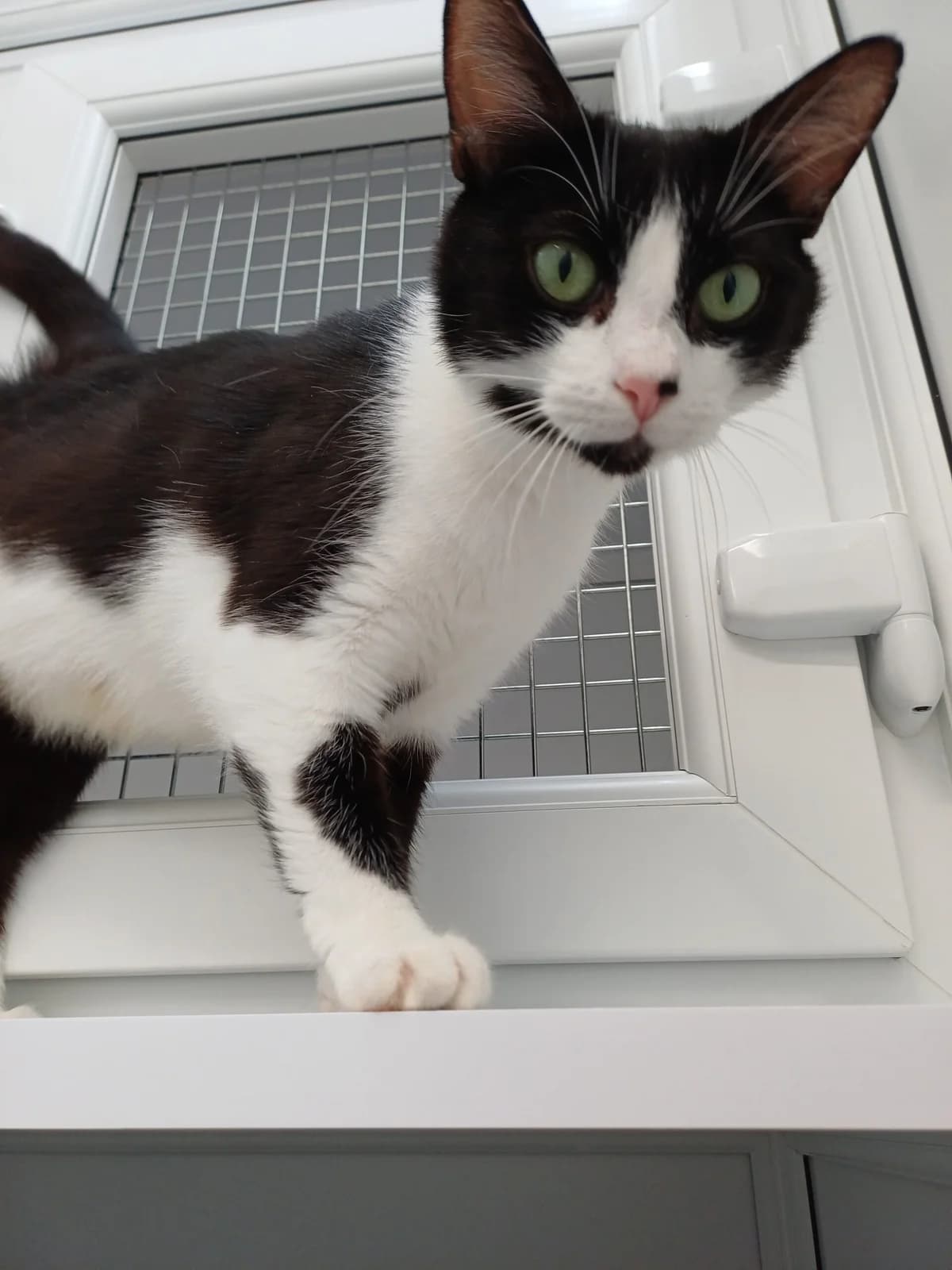 Ophelia, female Mixed Breed for adoption at Heatons Cat Sanctuary