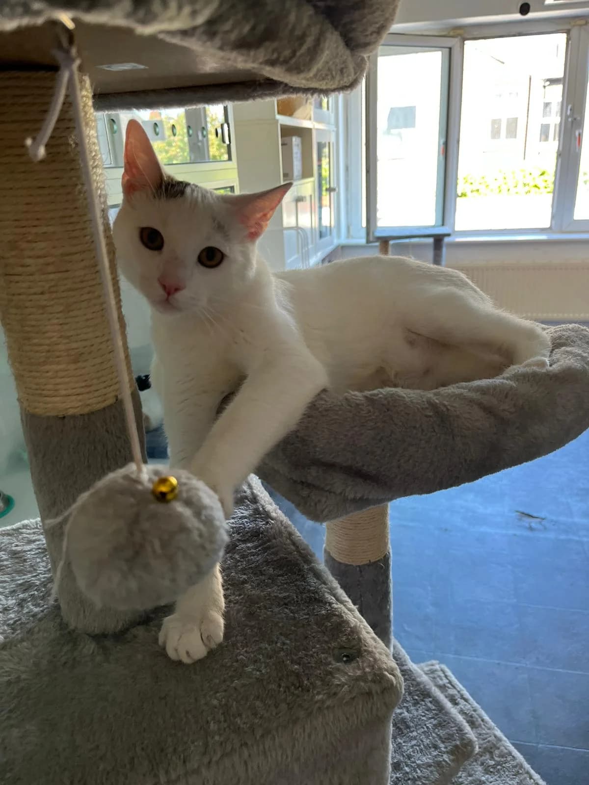 Patches, male young Mixed Breed for adoption at Heatons Cat Sanctuary
