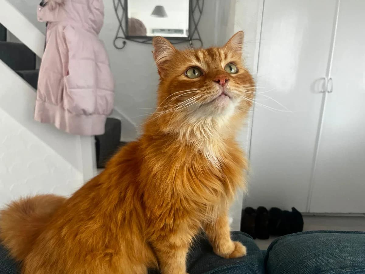 Teddy, male 7yo Mixed Breed for adoption at Heatons Cat Sanctuary