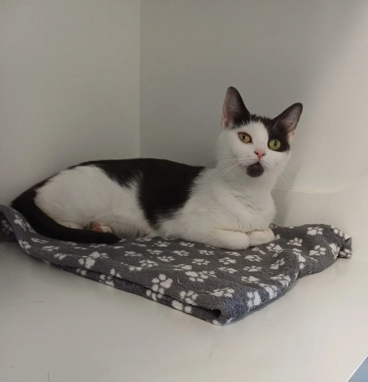 Tinkerbelle, female puppy Mixed Breed for adoption at Heatons Cat Sanctuary