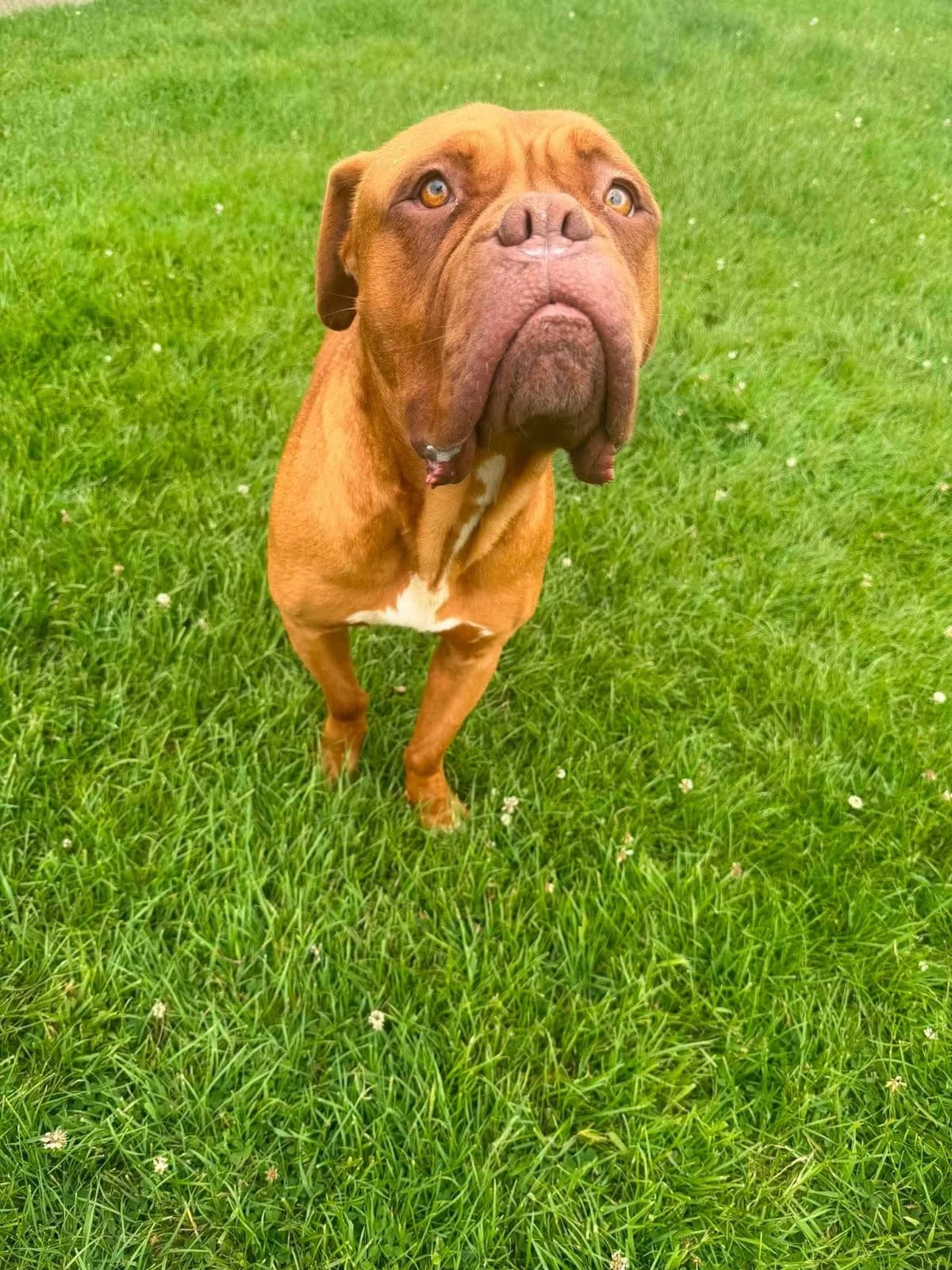 Deirdre,  Mixed Breed for adoption at Help4Dogs