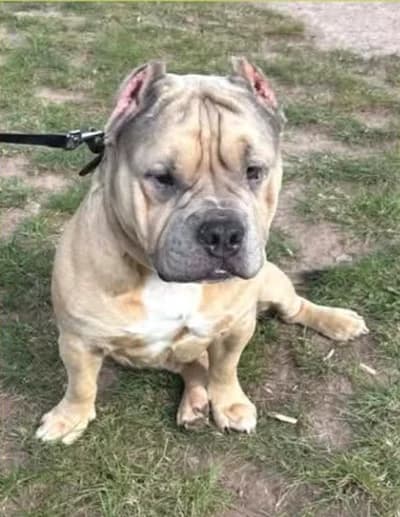 Kovo,  Mixed Breed for adoption at Help4Dogs