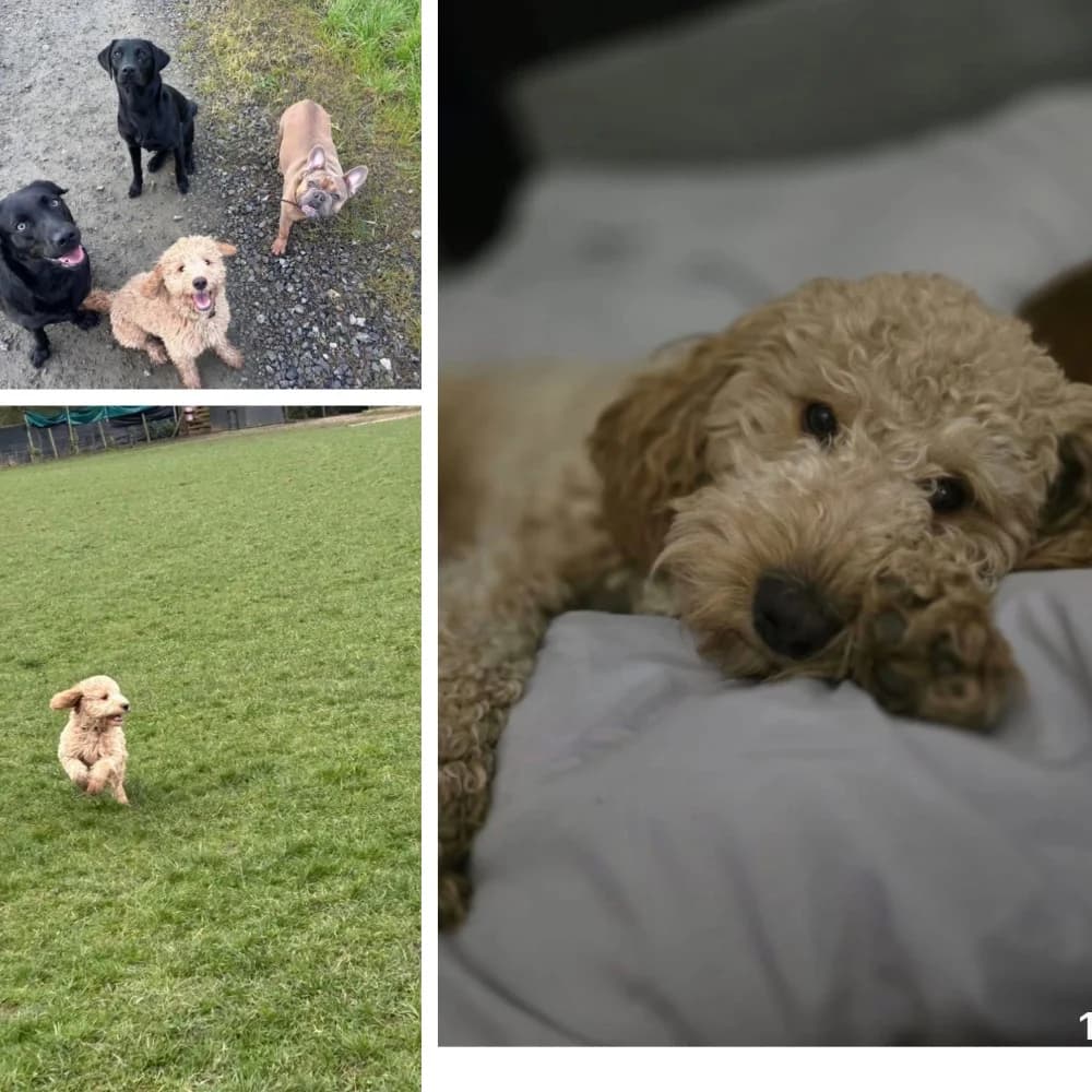 Enzo – Currently out on trial,  young Mixed Breed for adoption at Helping Dog Paws