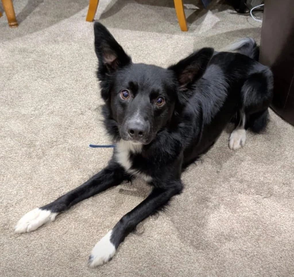 Flynn,  young Mixed Breed for adoption at Helping Dog Paws