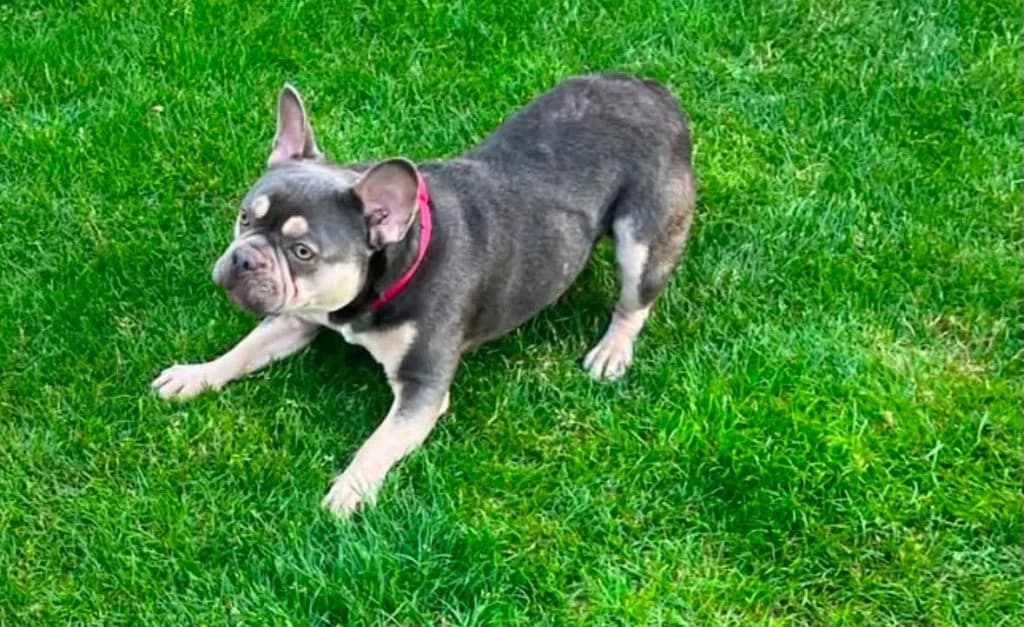 Urgent,  young Mixed Breed for adoption at Helping Dog Paws