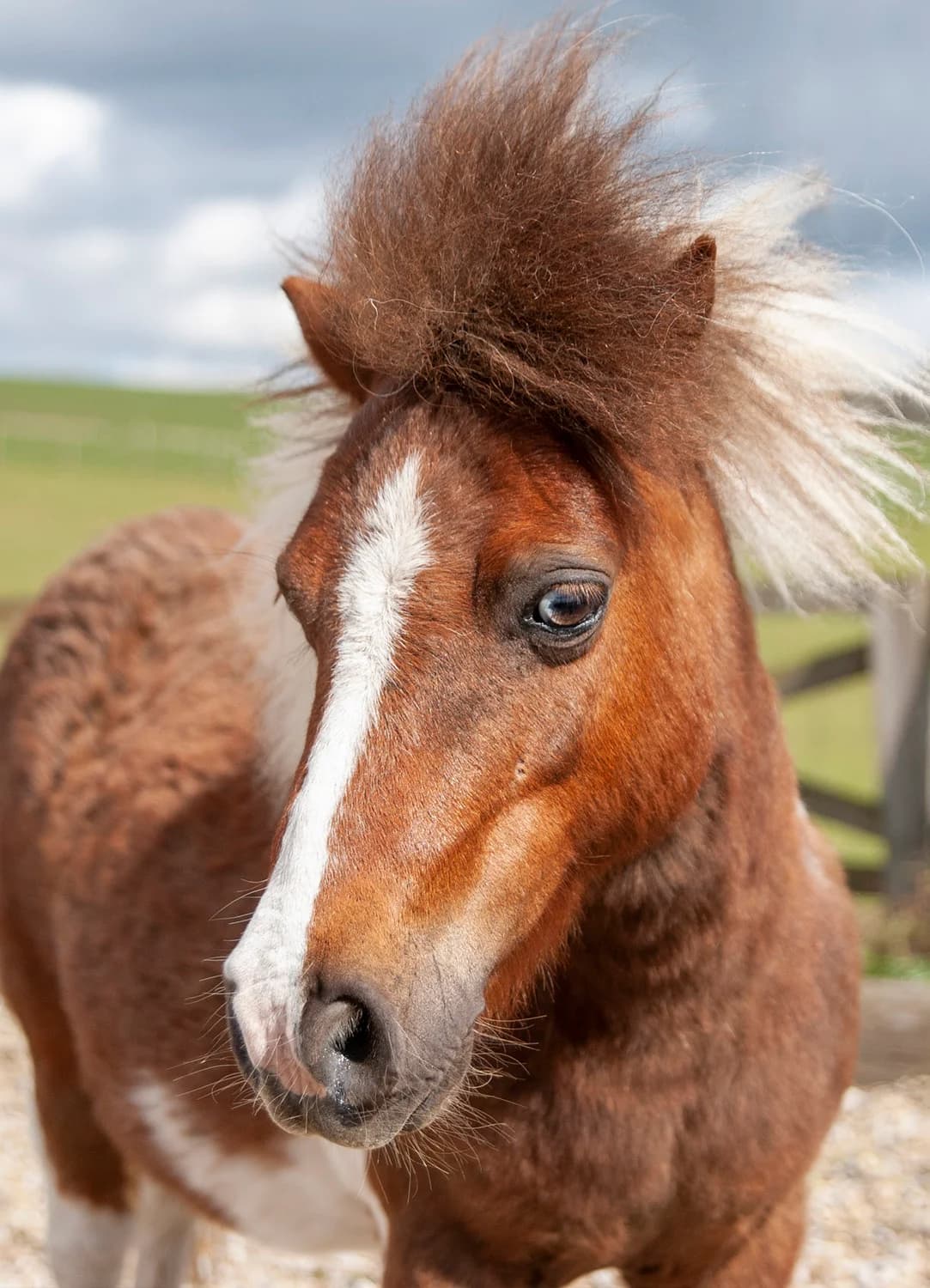 Amazon,  (Here4Horses)