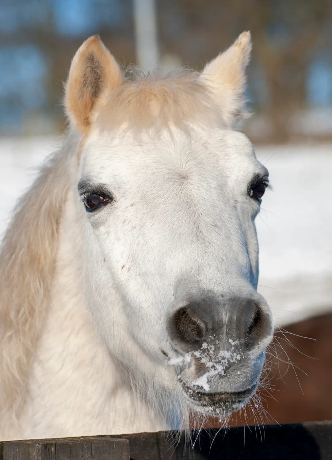 Anna,  (Here4Horses)