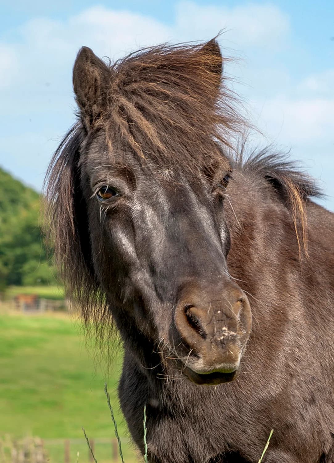 Barney,  mixed breed for adoption at Here4Horses