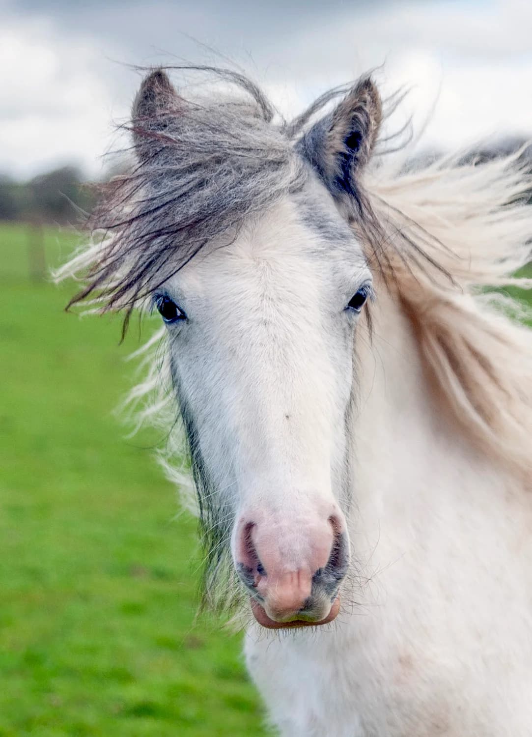 Biggles,  (Here4Horses)