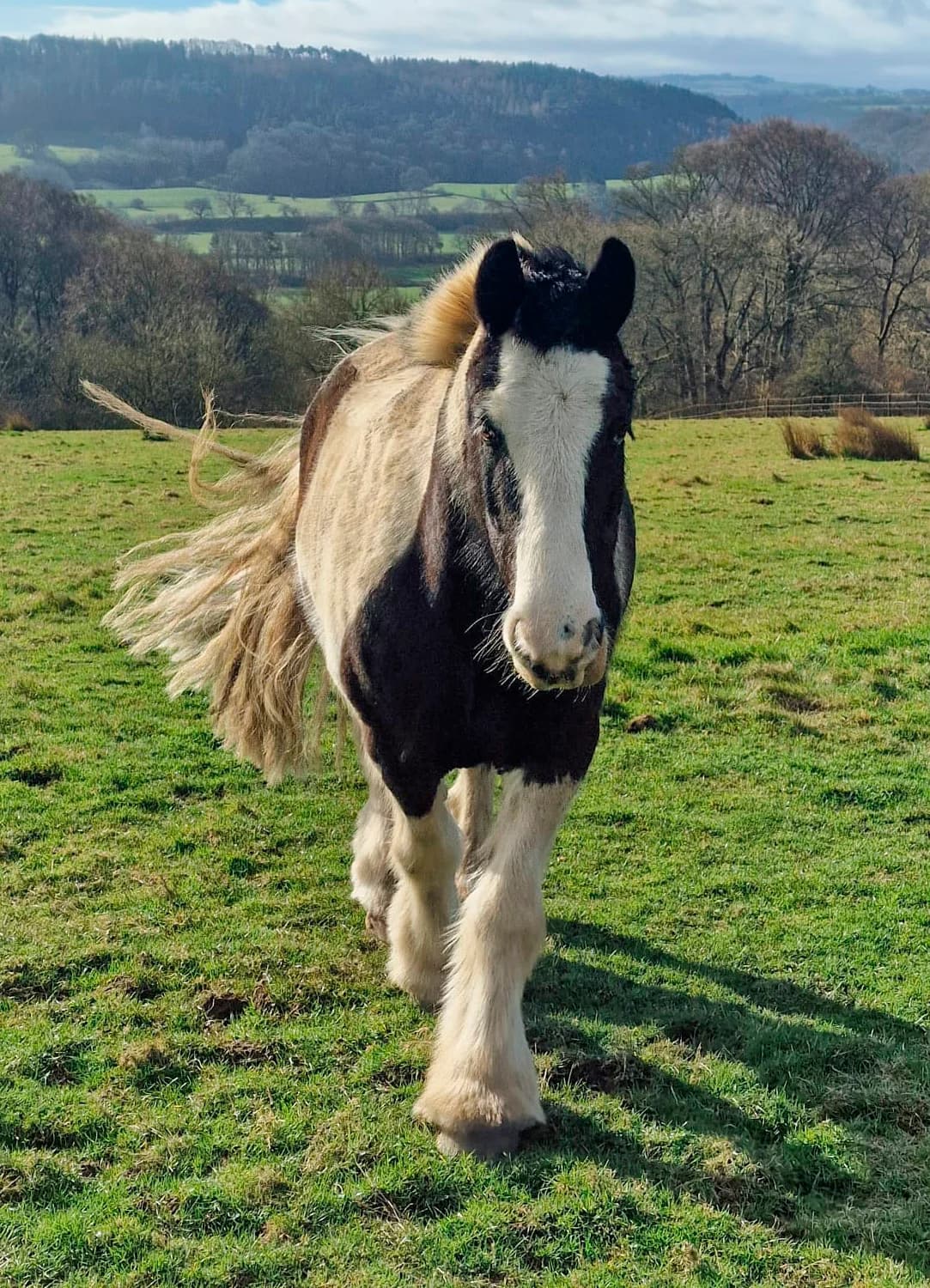 Chequers, senior mixed breed for adoption at Here4Horses