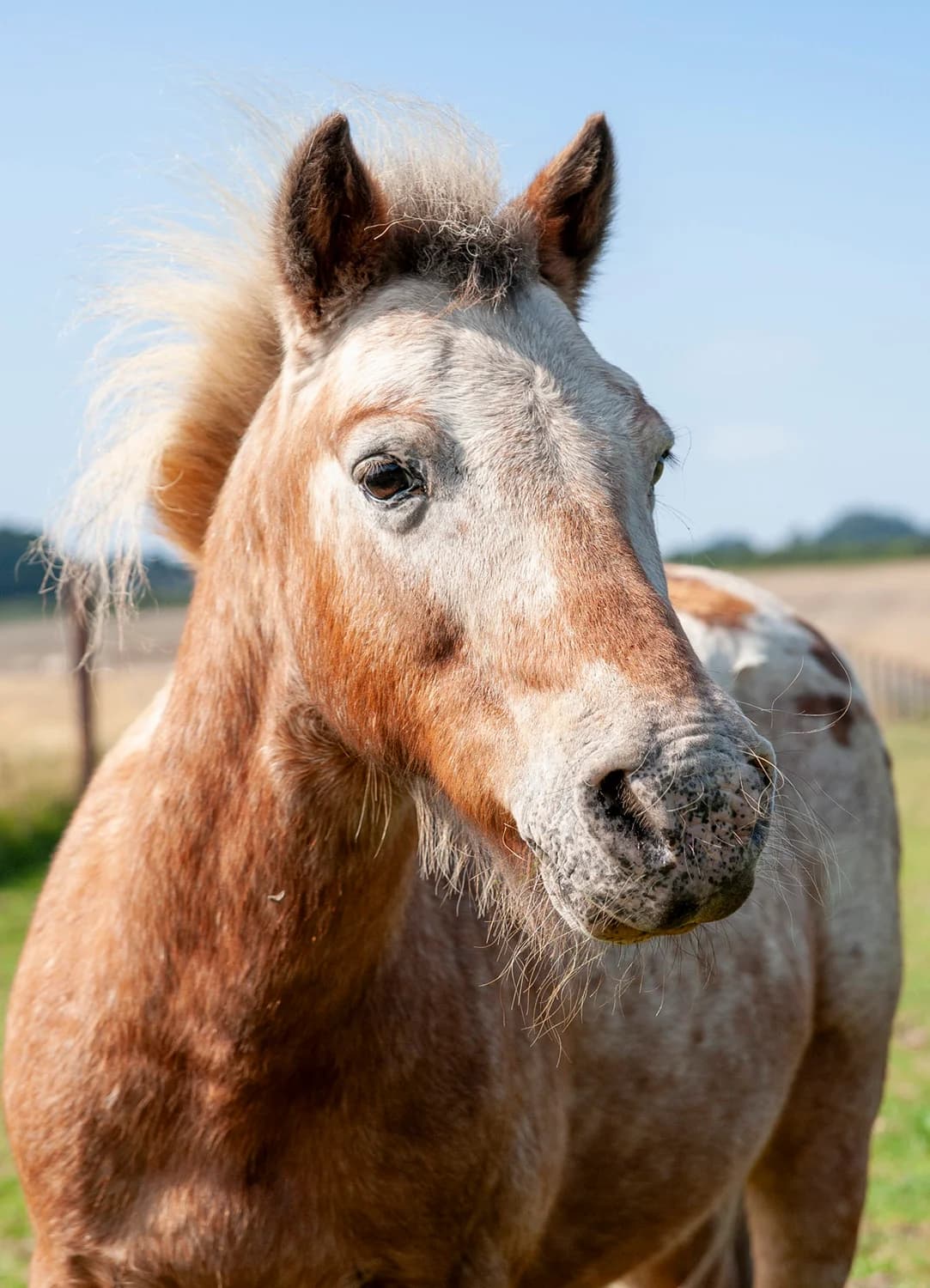 CoCo Bean,  (Here4Horses)
