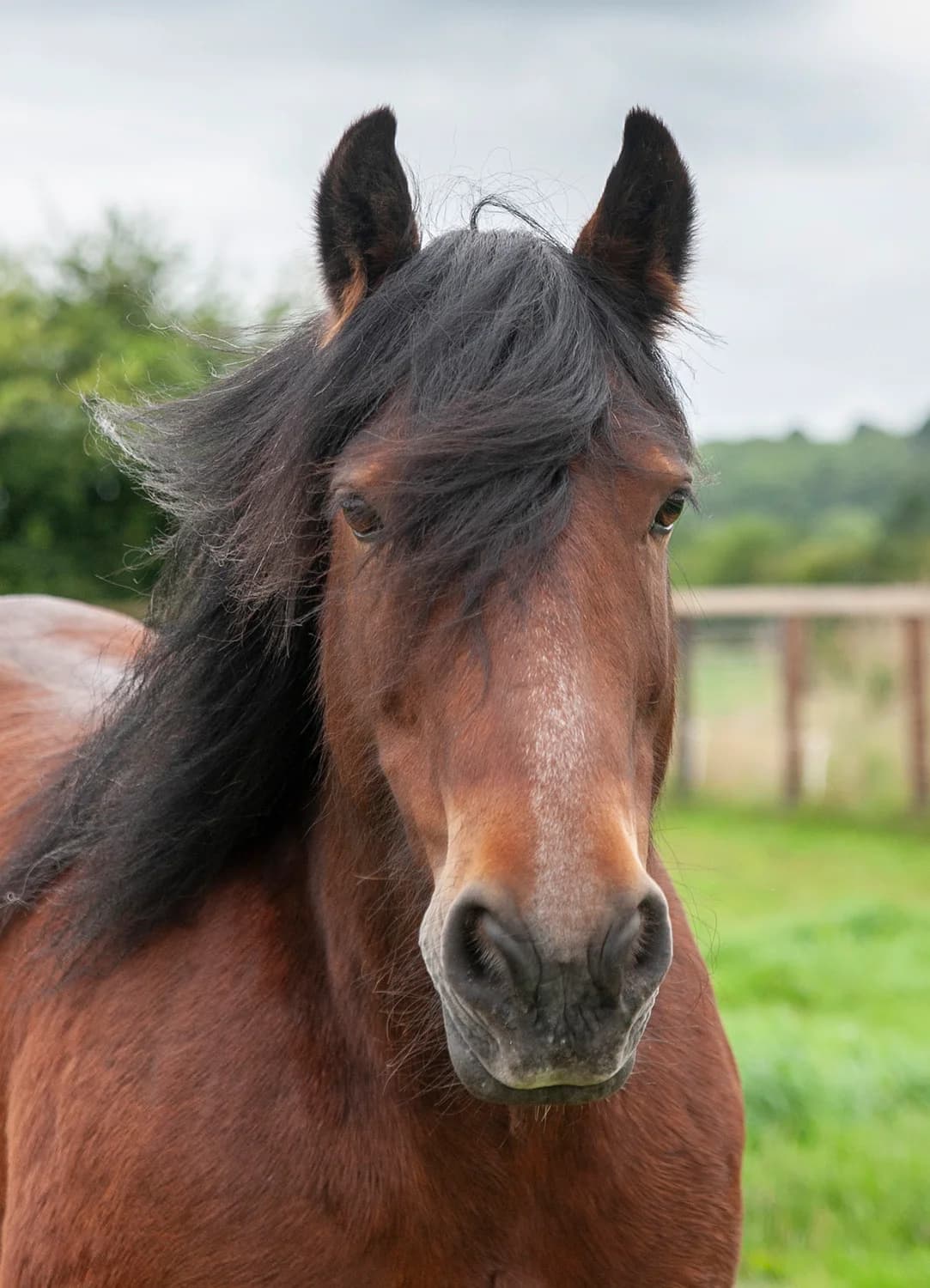 Cracker,  (Here4Horses)