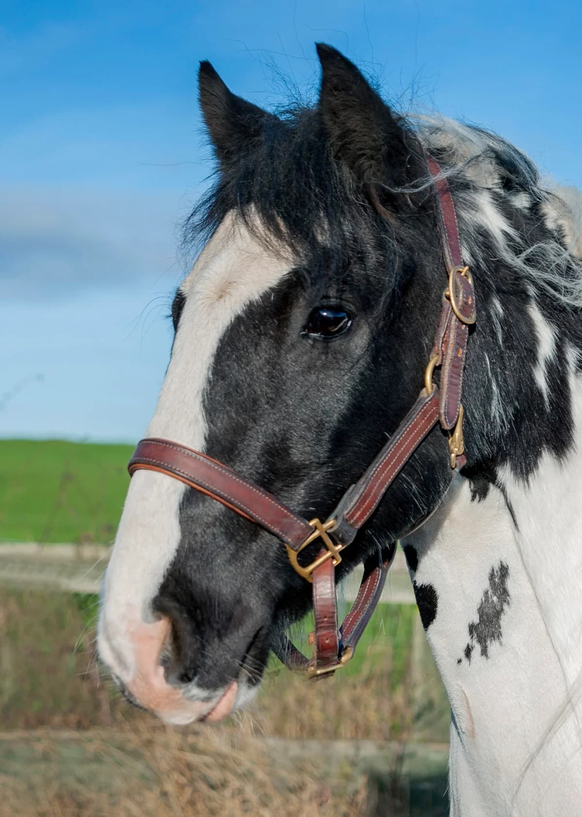 Denzil, senior mixed breed for adoption at Here4Horses