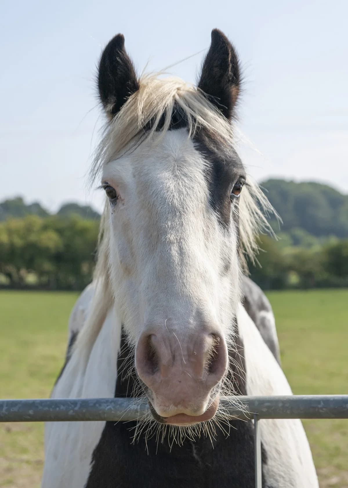 Donald, senior mixed breed for adoption at Here4Horses