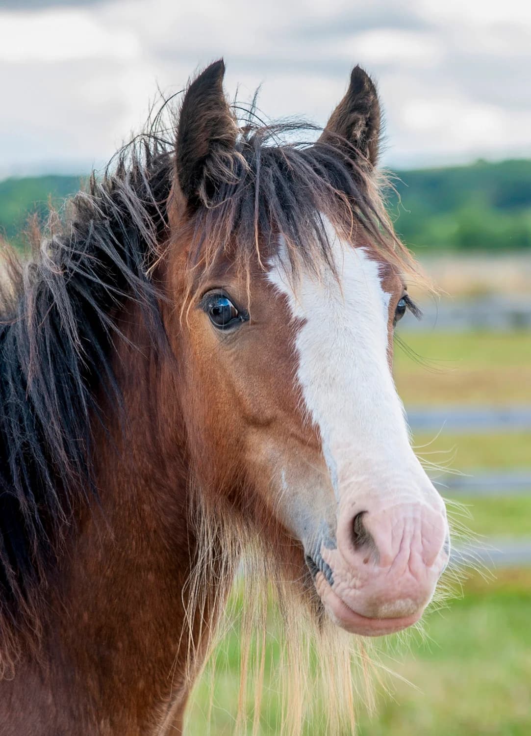 Douglass,  (Here4Horses)