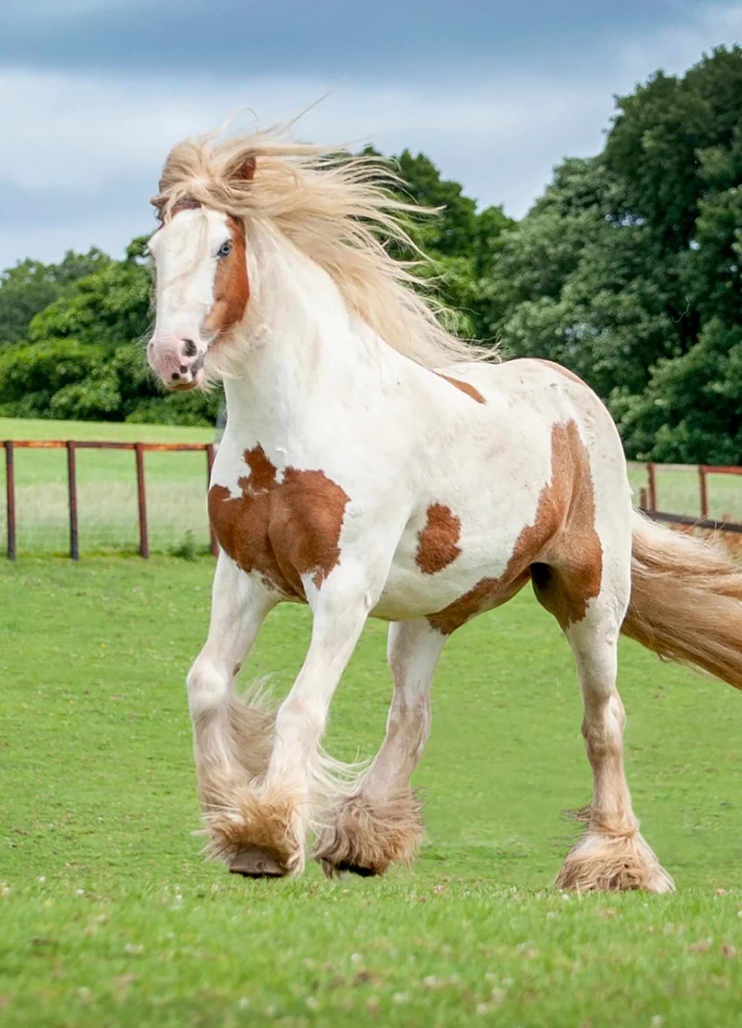 Heidi,  (Here4Horses)
