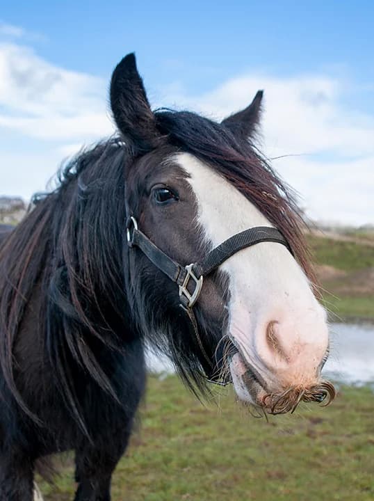 Hilda B,  senior mixed breed for adoption at Here4Horses