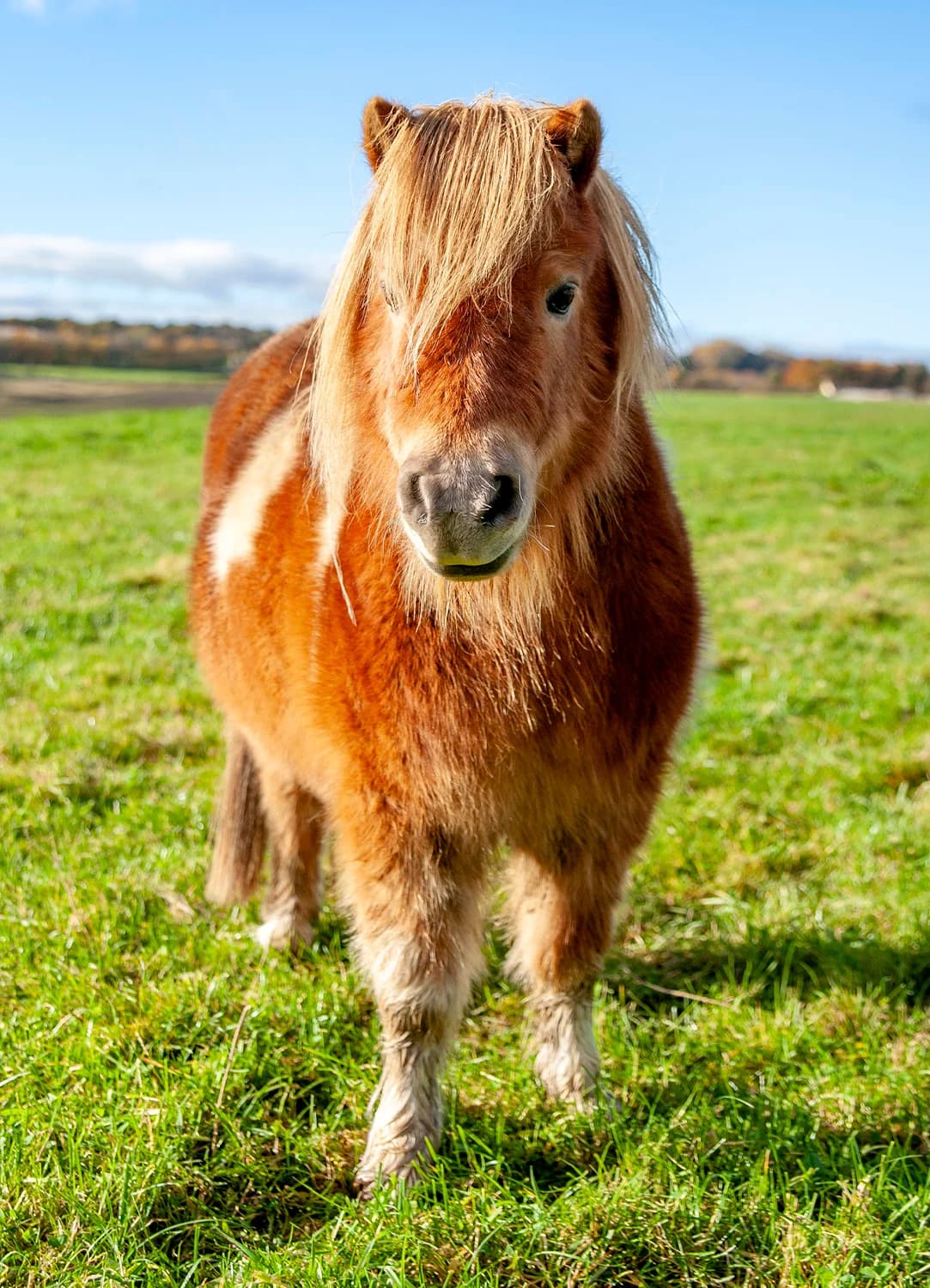 Jaffa,  (Here4Horses)