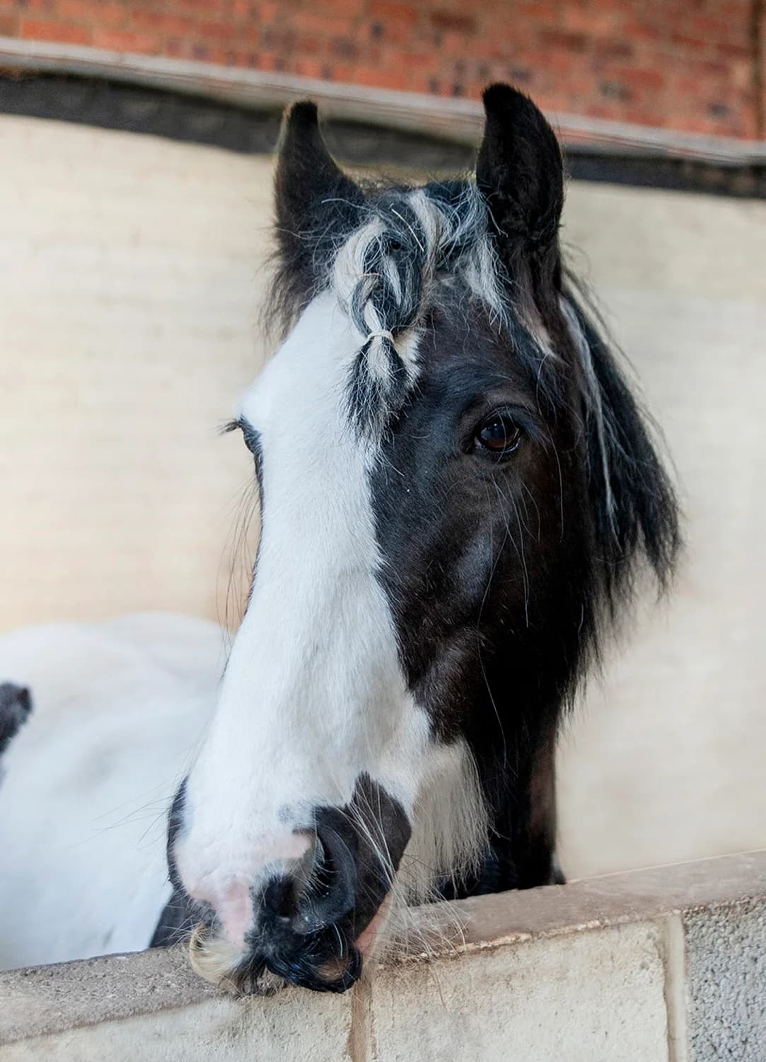 Jester,  (Here4Horses)