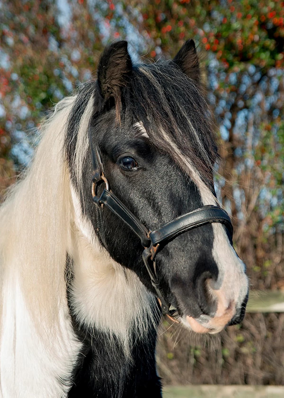Jupiter,  (Here4Horses)