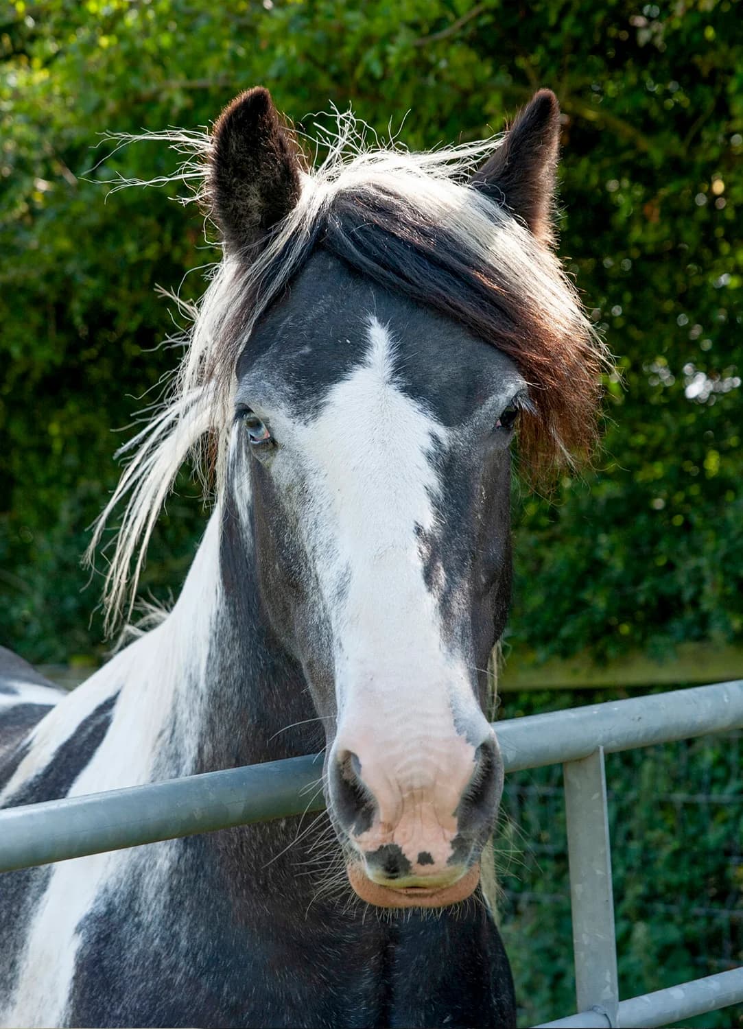 Marvin,  senior mixed breed for adoption at Here4Horses