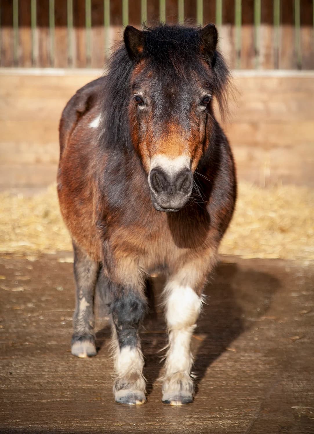 Miss Parsnip,  senior mixed breed for adoption at Here4Horses